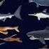 Sharks And Prehistoric Sea Life Collection The Kids Picture Show Fun Educational