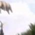 Why Pink Floyd México Pig On The Wings