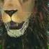The King Of Lion 3D Animation