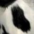 Thank You Cows By Ian Doescher