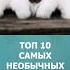 Топ 10 самых необычных пауков шортс топ10 пауки ютубшортс комарик Shorts Ytshorts малышам