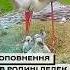 Новини з легендарного пташиного гнізда лелеки птахи