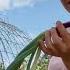 Better Than We Thought Harvesting Garlic And Onions June 2025