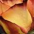 Nothing Can Come Between Us Sade Lyrics Video By Jeannie Mitchell Myers