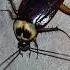 Cockroach Cockroach Viralvideo Youtubeshorts Shortsvideo Shorts