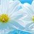 Gentle Music Melodies Calm Your Mind Heal Your Heart And Embrace Inner Peace