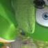 It S A Great Summer UPSIDE DOWN Gummibär The Gummy Bear Krazygummy