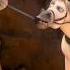 Tangled Official Trailer 3