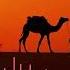 Arabic Instrumental Beats