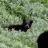 Black Bear Cubs