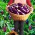 Use 3 Wheeled Truck Harvesting Eggplant Goes To Countryside Market Sell Farm Life