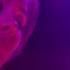 Shambala Chillout Dance Party Bali