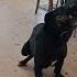 Wise BamBam Sharing A Quote MotleyHoundMansion Originalsound Cavendish Music Funny Song