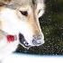 West Siberian Laika TOP 10 Interesting Facts