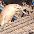 Cow Loading In Boat Gazi Agro Short Video Cow Bull Cowlover