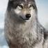 Wolf Game Wild Animal Wars Part 1 Walkthrough Gameplay Wolfgame