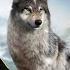 Wolf Game Wild Animal Wars EP 8