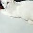 SENORITA CAT