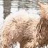 Will You Come Home With Me I Ll Take Care Of You Puppy With Injured Paw No Shelter From Rain