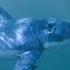 Underwater Vibes Lofi Hip Hop Mix Beats To Relax Focus