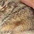 Rescuing Little Screaming Baby Bunny Little Rabbit Knows Its Loved