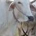 Cows Plowing Farmland Video 4k Plow Wow ग य ग य ग य Cow Videos हल 4kvideo