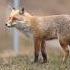 Red Fox Sounds
