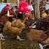 Meet The Woman Turning Chickens Into A Living ATM