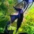 TOP 10 CHEAP EASY AQUARIUM PLANTS Affordable Simple To Care For Low Light OR High Tech Tanks