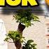 I BOUGHT AN EXPENSIVE PLANT FOR MY HOUSE Alizehjamali