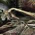 MACABRE DEMISE Perverse Torture