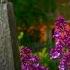 The Secret Garden Springtime S Micro Ecosystems Full Nature Documentary