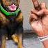 GTA V FRANKLIN DOG SHOW LOVE TO OTHER DOG PART 5 Shorts Maheshwar Gamerz