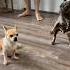 Big Brother Is Aggressive Dog Bulldog Puppy Frenchie Frenchbulldog Frenchies Doglover Dogs