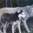 HUSKY DOG VS WOLF Doglover