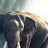 OneRepublic Wildlife An Animal Kingdom Love Animals Save Animal