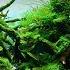 BUILDING MY FIRST EVER CONTEST AQUASCAPE Step By Step Tutorial