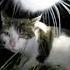 Maxwell And This Other Cat Having A Battle Rap Who S Lyrics Better