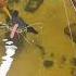 Fishing For GIANT Redtail Catfish