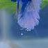 Betta Fish Laying Eggs Short Breeding Shorts