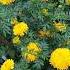 10 EASIEST FALL FLOWERS For Mild Winters