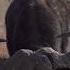 Animals Before And After Transformation Animals Viral Trending Shorts Wildlife