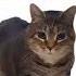 Uia Cat Sings SamSung Ringtone Uiacat