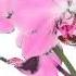 Celestina Flowers Flores Happy Birthday