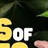 Parts Of Plants For Kids Learn All About Plant Parts And Their Functions