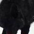 All Wolves Respect This Alpha Black Wolf