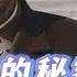 1953年周总理 秘密妻子 到中南海寻人 邓颖超听后家宴招待