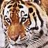 Siberian Tiger One Of The Most Beautiful Beasts In This World Shorts Wildlife Wildanimals