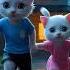 Evil Cat Babysitter Kitten Kids Escape Cat Animation Short Cat Kitten Cutecat Catlover
