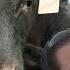 Visit Russia S Largest Agricultural Company Russian Feedlot Beef Production In Russia Miratorg
